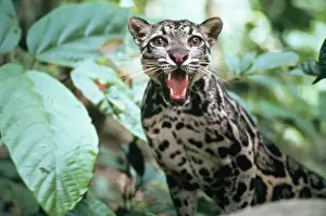Léopard Nuageux Impressions: Le PARDALÉO (ou LEOPARD nuageux) - grognant.