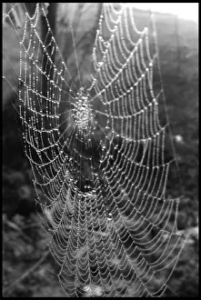 Natural Background Images Impressions: Cobweb