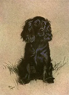 Cocker Spaniel Breed Impressions: Cocker Spaniel