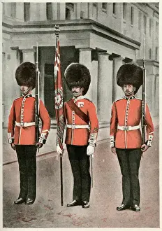 Ours Noir Impressions: Guards de Coldstream