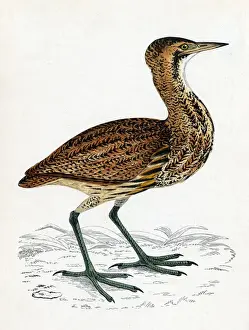 Impressions de LE BITTERN COMMUN (Botaurus stellaris) Préfère les marais de roseau et les zones humides. Date : 1851 Images Liées Impressions: Becasseau huppé.
