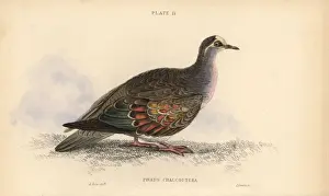 Historical Bird Prints Online Impressions: Common bronzewing, Phaps chalcoptera