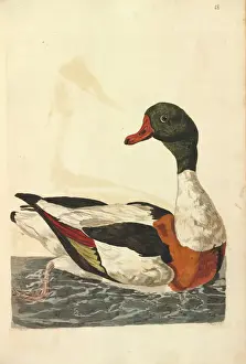 Impressions de Exemple d'illustration de Canard colvert commun par Peter Pallou Tadorne De Belon Impressions: Canard de Basse Corse