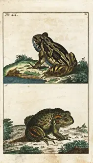 Copperplate Engravings Zoology Impressions: Common toad, Bufo bufo