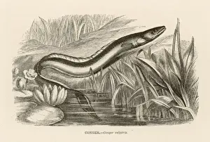 Conger Eel Impressions: CONGER EEL