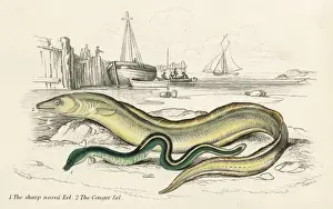 Conger Eel Impressions: Conger Eel & Sharp Nosed