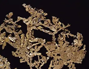 Natural History Museum Specimens Impressions: Copper