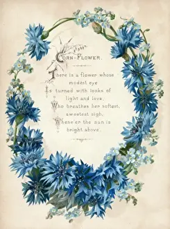 Blue Cornflower Impressions: Cornflower
