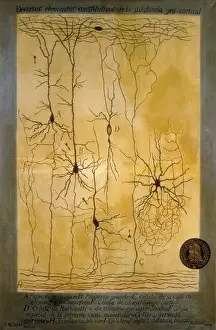 Matière grise corticale par Santiago Ramón y Cajal