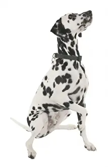 Spotted Dog Impressions: Dalmation