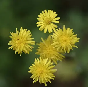 Angiosperm Flowering Plants Impressions: Dandelion