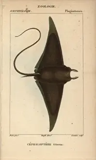 Rayon Du Diable Impressions: Le poisson diable ou raie diable géante, Mobula mobular.