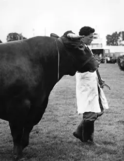 Taureau de Devon à la Devon County Show.