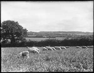 Devon England Landscapes Impressions: Devonshire Sheep
