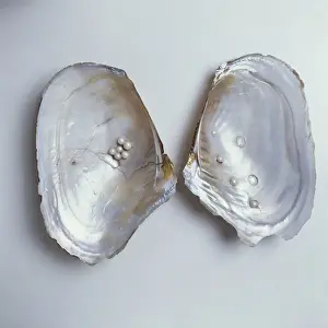Bivalve Mollusc Impressions: Dipsas sp