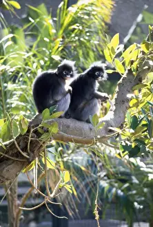 Wildlife Mammals Asia Impressions: Dusky Leaf Monkey
