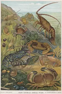 Crustacean Species Impressions: Edible Shellfish