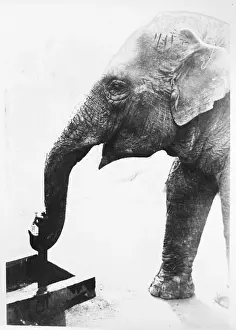 Impressions de Un éléphant buvant heureusement enfonçant son bec dans un trou de eau à Tokyo au Japon Tokyo Impressions: L'éléphant buvant
