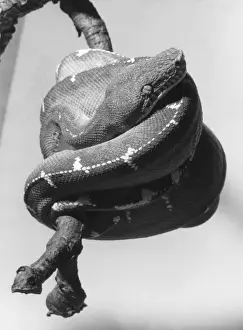 Emerald Tree Boa Impressions: Emerald Tree Boa