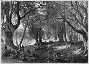 Essex Landscape Photography Impressions: Epping Forest