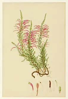 Antique Floral Prints Impressions: Ericaceae