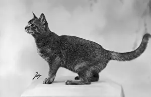 Abyssinian Cat Breed Impressions: Fall / Abyssinian / 1936