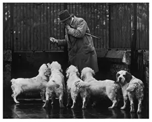 Images Liées Impressions: Chien de Spanguel/Clumber Spaniel, 36 ans