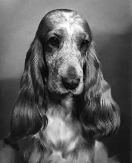 Fall Season Dogs Impressions: Fall / Cocker Spaniel / 1968