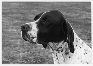 Pointeur Impressions: Chute/Crufts/1958/Pointer