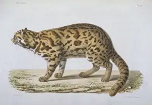Impressions de Plaque 57 des Recherches pour servir à l'histoire naturelle des Mammifères, Vols. 1-4, 1868-74, par le Dr Henri Milne-Edwards (1800-1885) and le Dr Alphonse Milne-Edwards (1835-1900) Chat Léopard Impressions: Le Chat Ecrit.