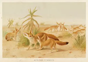 Impressions de Le Canidé zérade : Créature renardine d'Afrique, remarquable pour ses oreilles très longues. Tout à fait plus facile de t'entendre avec Renard Fennec Impressions: FENNEC