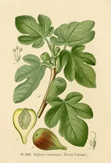 Common Fig Tree Impressions: Ficus (Fig)