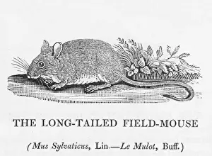 Impressions de Le mus sylvestre - le longue queue du souriceau champéen: c'est ce petit rongeur de la fable d'Aesope qui préfère risquer les récolteurs et les oiseaux-predateurs pour adopter un mode de vie urbain Esope Impressions: Souris champêtre (Bewick)