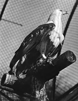 London Zoo Birds Impressions: FISH EAGLE