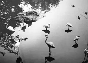 Birds In Water Impressions: Flamingo Reflections