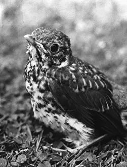 Vintage Bird Images Impressions: Fledgling Song Thrush