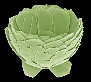 Electron Microscope Images Impressions: Florisphaera profunda
