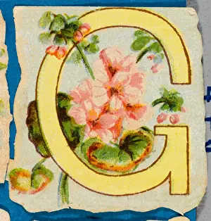 Antique Botanical Prints Impressions: FLOWER G