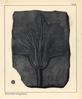 Jurassic Era Fossils Impressions: Fossil of Pentacrinites subangularis, extinct