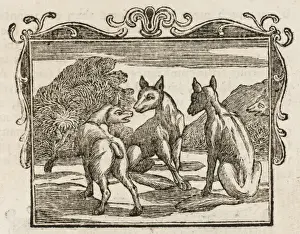 Impressions de LE VOLEUR QUI PERDIT SON CUIR Un ren qui perdit son queue dans une piège et se plaignit de sa perte, essaya de convaincre ses frères qu'ils seraient mieux sans leurs queues Esope Impressions: Le Renard Sans Queue