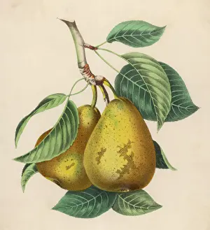 Fruit Still Life Photography Impressions: Fruit / Pair of Pears