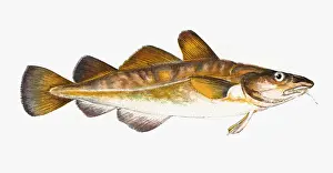 Historical Fish Species Impressions: Gadus callarias, Baltic or Variable Cod
