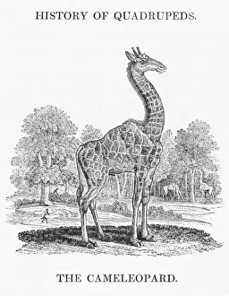 Girafe Impressions: Égalisant (Bewick)