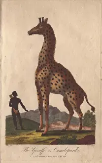 Handcolored Copperplate Prints Impressions: Giraffe or camelopard, towering over a native