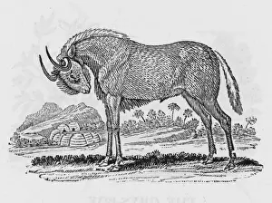 African Antelope Images Impressions: Gnu (Bewick)