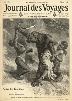 Congo Wildlife Impressions: Gorilla on the Attack