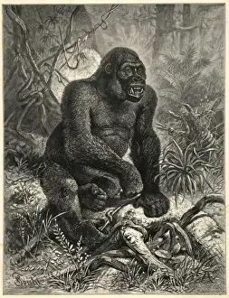Primate Animal Pictures Impressions: The Gorillla