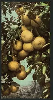Nostalgic Coloured Photographs Impressions: Grape fruit