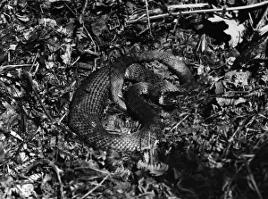 Grass Snake Species Impressions: Grass Snake