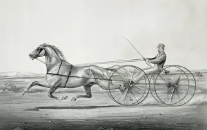 Vintage Horse Illustration Impressions: Gray Eagle